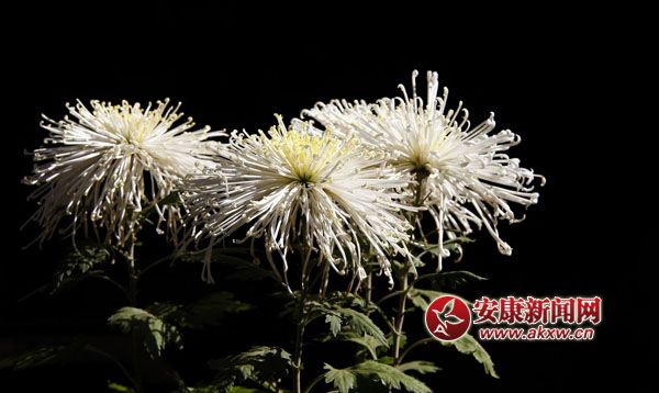 10京`ŵľջ鿶bȻһʒɪͼζɢl(f).jpg