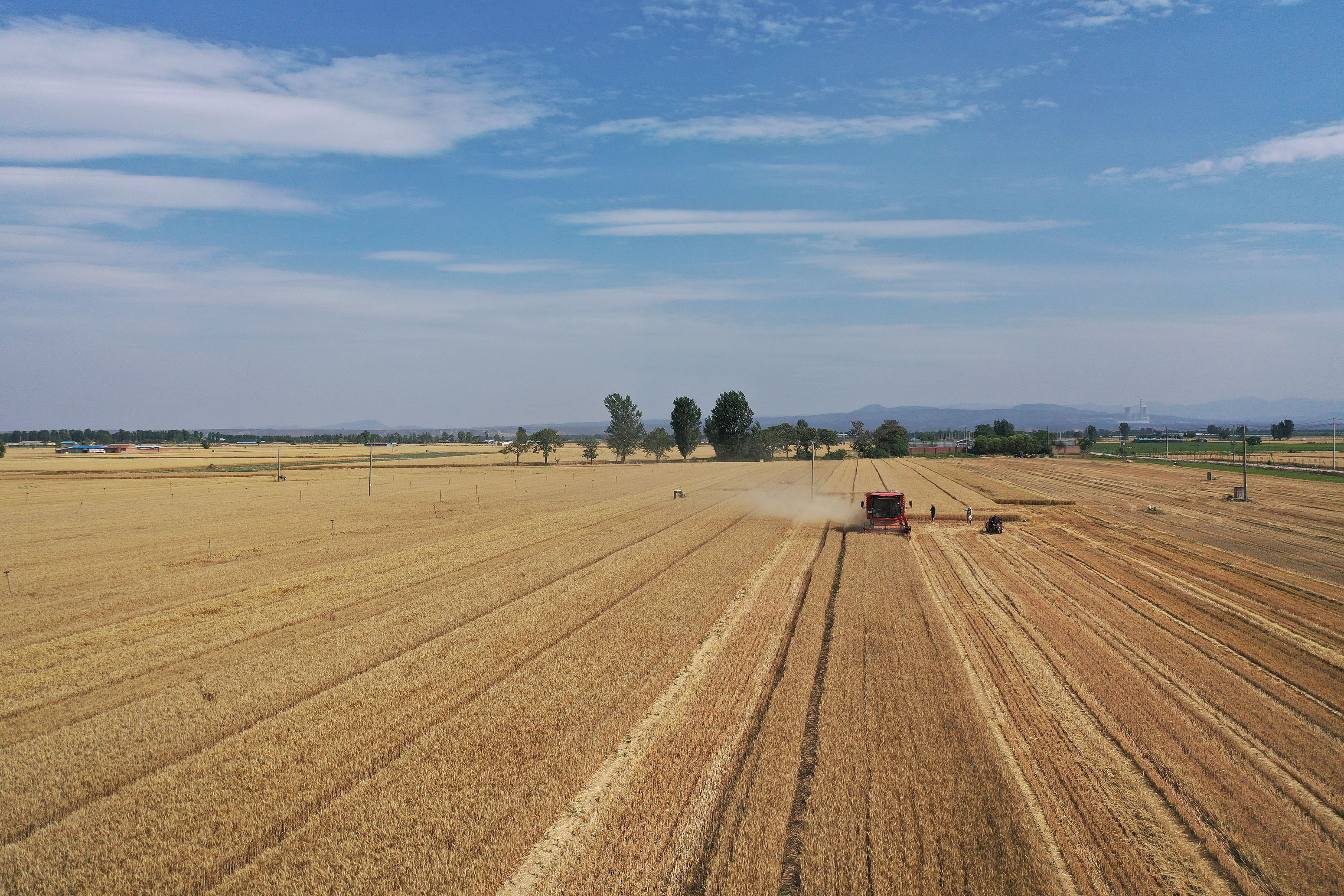 2025年6月3日，河南焦作，溫縣黃河街道灘王莊村農民駕駛收割機收獲小麥。
